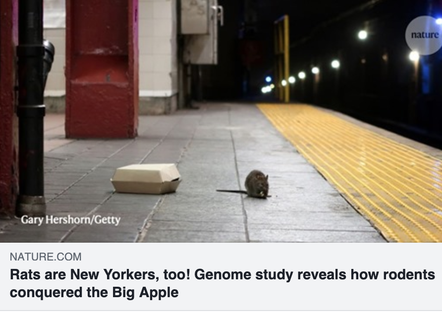 XcluderRodent's tweet photo. Genome study reveals how rodents conquered New York: https://t.co/NBfFXRLoiz 

“As both an evolutionary biologist and a New Yorker, I can’t help but be amazed by the ways that rats have adapted to urban environments,” #Urban #Rodents #Xcluder #Exclusion #PestControl https://t.co/71cgKFEafD