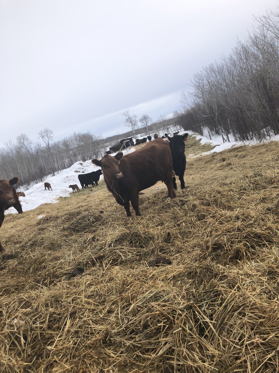 ranchingsk's tweet photo. Our daily calf check #mamaslittlehelper #ranchlife https://t.co/TrEgY4EpqY