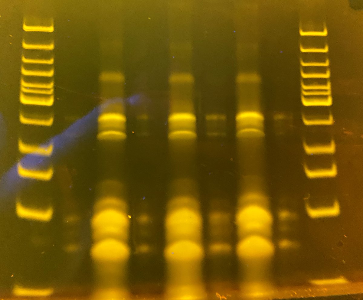 AstridGadeyne's tweet photo. That's how we like our gels! Huge thank you to @Biafra87 and @petravandamme1 to introduce us to the beautiful but complicated world of RNA. Hope I can share some nice results @ICAR_2020 #minisymposium #translationalregulation #riboseq #teamwork https://t.co/p6kK8hzPfD