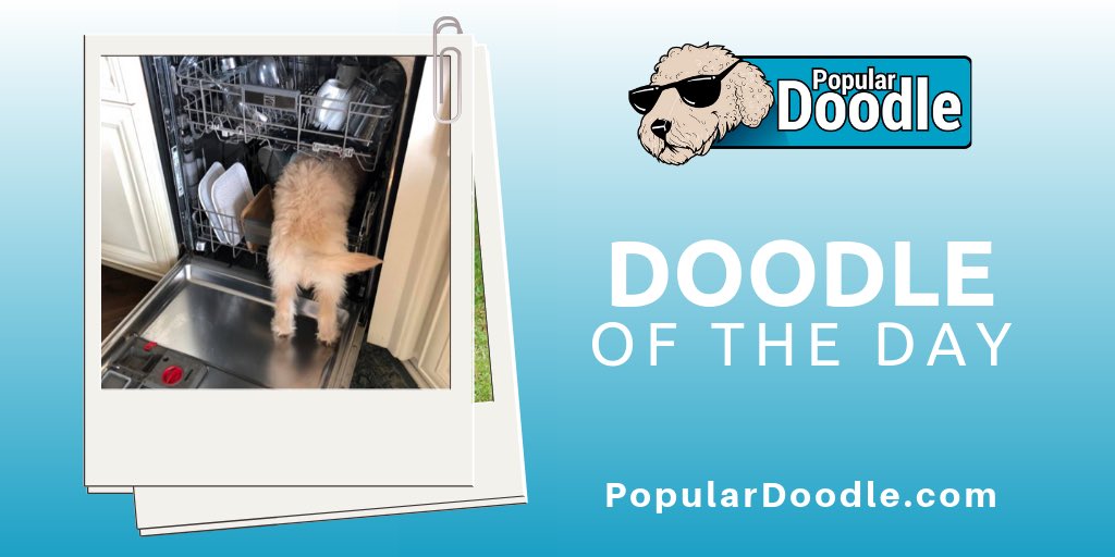 popular_doodle's tweet photo. Who needs a dish washer? 🤷🏼♀️
📷 Melissa Murphy (on FB)
#populardoodle #goldendoodle #goldendoodles #goldendoodlelove #goldendoodlelife #goldendoodlelovers #goldendoodleproblems #goldendoodlemom #doodlesoftwitter #doodlelove #doodlepuppy #doodlelife #doodlelovers #doodledogs https://t.co/LedJ4KOg0O