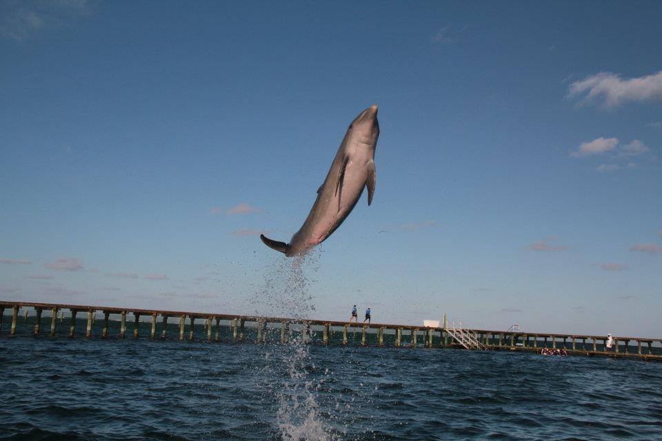 dexplorerpark's tweet photo. Happy at the paradise!
__________________________
¡ Felíz en el paraíso!

https://t.co/DCbEP7gGX2

 #DolphinExplorer
#PuntaCana
#DominicanRepublic
#Dolphin https://t.co/IYkuZVwfdQ