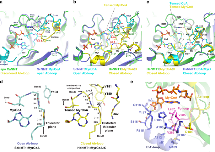 NatureComms's tweet photo. . @Giglionelab @meinnel @TateScience and co-workers solved the crystal structures of human N-myristoyltransferase 1 and show that the enzyme also catalyses N-terminal Lys myristoylation

https://t.co/tvSFmKPFUv https://t.co/BpZLU2Pb62