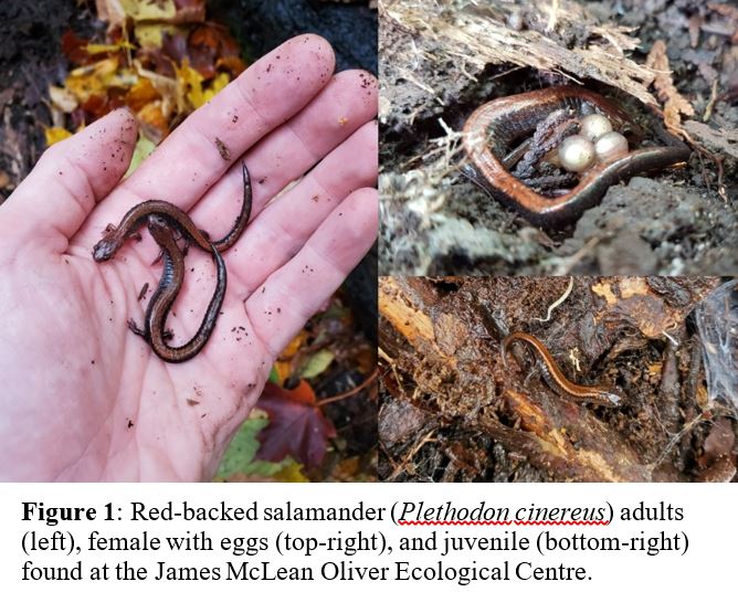 Thomas Hossie 🐸🐛🦎🔍🧬🔬 tweet media