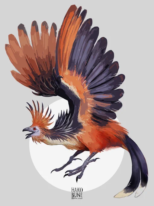 ツメバケイ、爪が残ったまま成鳥になったら…とロマンを馳せる?
Hoatzin doodle. 