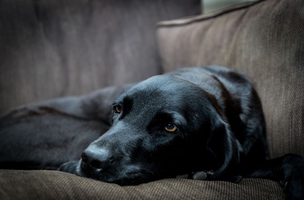 shortwork's tweet image. Dog - just because...
.
found this photo - no idea who's dog it is, or where i took it, but the light's just lovely!
.
.
.
#labrador #dogsoftwitter #sofadog #darkshots #Boop