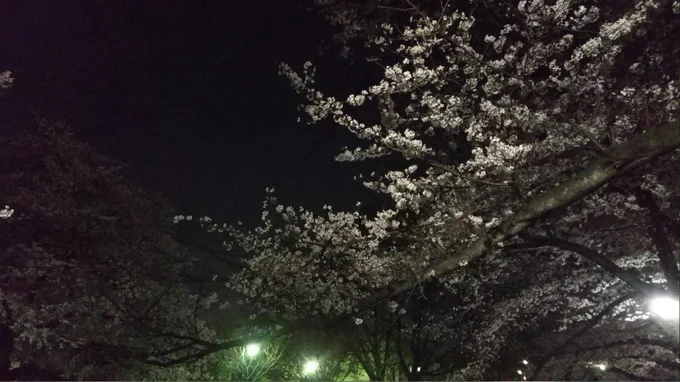 住宅街と桜の組み合わせが好きなんですよ…(これは2018年春の写真) 