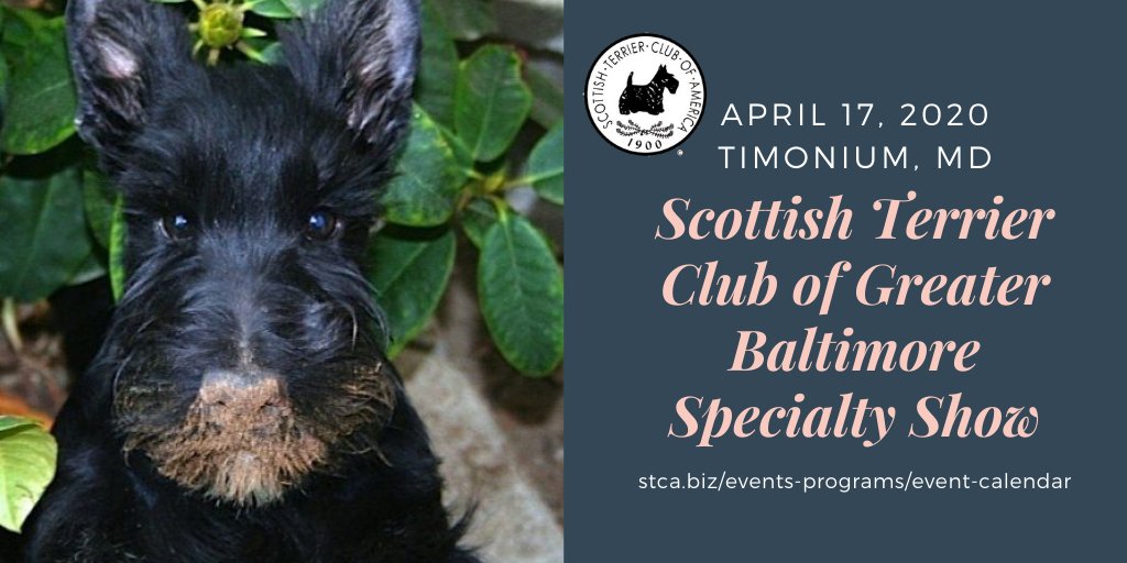 STCAScotties's tweet image. The #Scotties are coming to #Maryland! Get all the details at stca.biz/events-program… @akcdoglovers  @CLUBSAKC @IamDogShows #ScottieGroomersRock