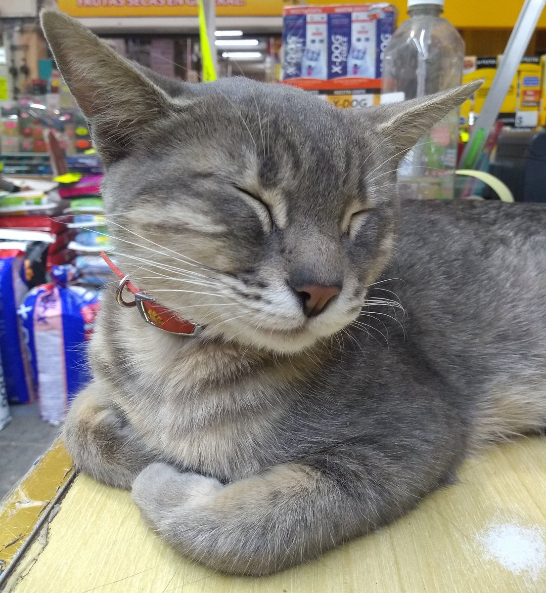 No les parece d las gatitas + coquetas que hayan visto? Ella trabaja n el local dnd nos surtimos de alimento para #LosRockeritos en la #CentralDeAbasto. Rescatada c sus bbs y esterilizada x el personal del local, yeah!!  :)
No está en adopción, solo queríamos que la conocieran :P