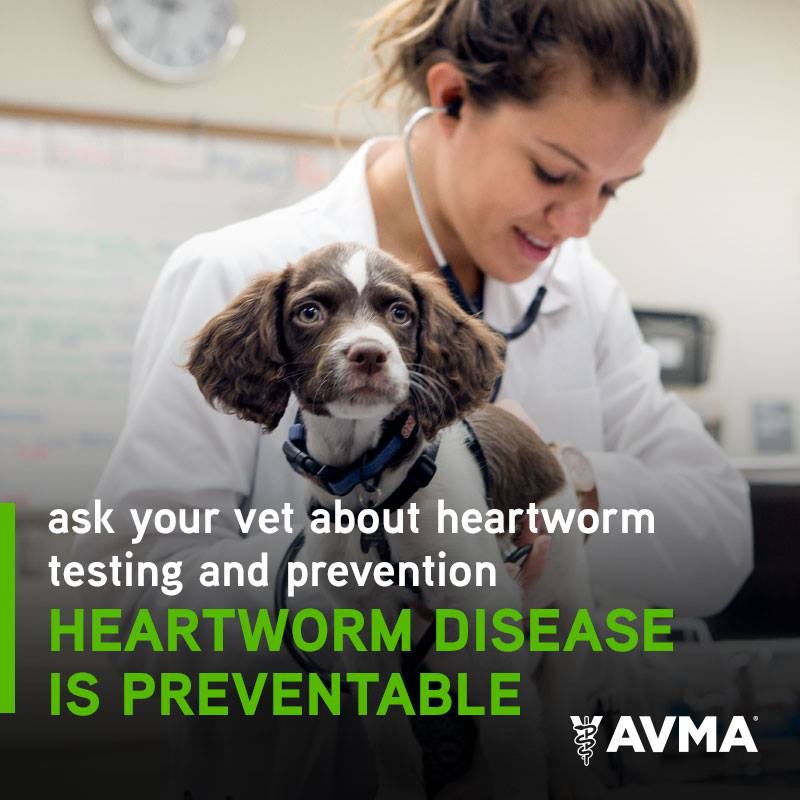 AVMAvets's tweet photo. Texas Panhandle veterinarians seeing more heartworm cases than usual. Talk to your veterinarian about protecting your pets from heartworm … year round! https://t.co/Oo4X5DXj6p https://t.co/IZ1o2zOfUR