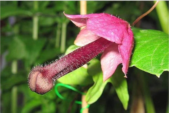 小何no Twitter 今天看到的长得匪夷所思的植物 拉丁学名rhodochiton Atrosanguineus 不知道中文叫啥 看图1我还以为中间那根是它傲人的雄蕊 其实紫色部分是管状花冠粉色的只是花萼 花开之后又长得像异形 听说他很会爬墙 不知道爬满墙的紫色大吉吉是什么感觉 小何no Twitter 今天看到的长得匪夷所思的植物 拉丁学名rhodochiton Atrosanguineus 不知道中文叫啥 看图1我还以为中间那根是它傲人的雄蕊 其实紫色部分是管状花冠粉色的只是花萼 花开之后又长得像异形 听说他很会爬墙 不知道爬满墙的紫色大吉吉是什么感觉