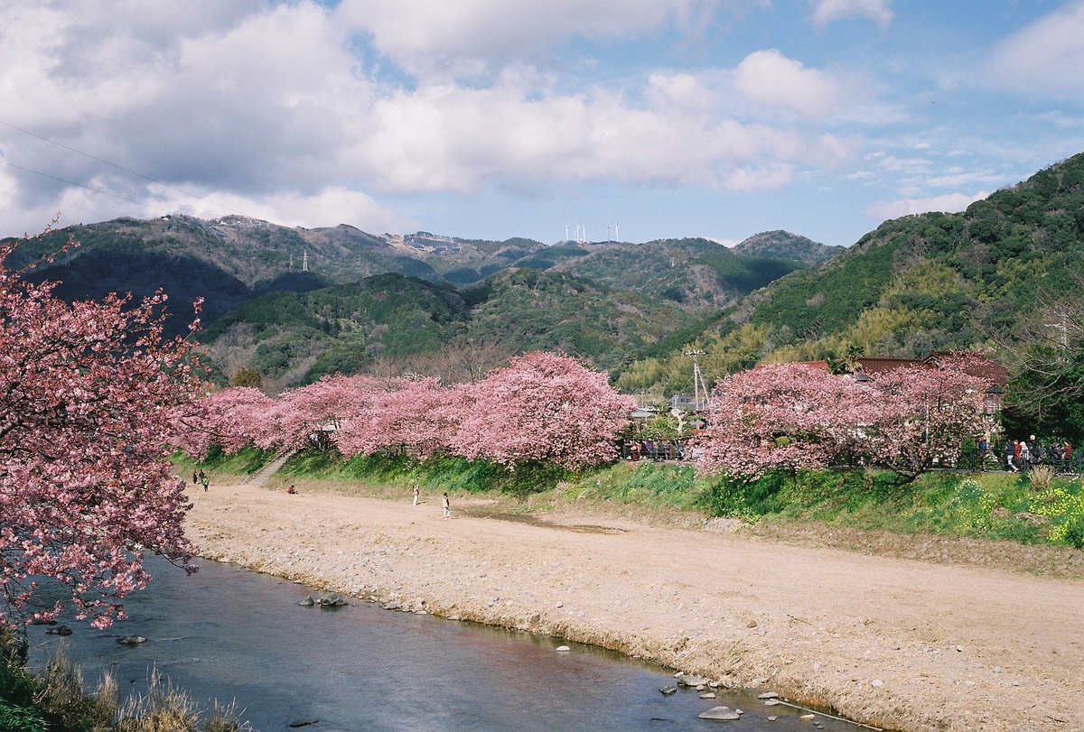 ikkoh09's tweet photo. 持ってるのも忘れたぐらい長いこと家の中に埋もれていたブロニカRF645で河津桜を撮ってみた。色がちょっとイマイチだけどちゃんと撮れました。
#フィルムカメラ
#富士フィルム
#fujicolor160ns
#中判カメラ
#bronica
#rf645
#桜
#河津桜
#チャンプカメラ https://t.co/a7BXJTShJt