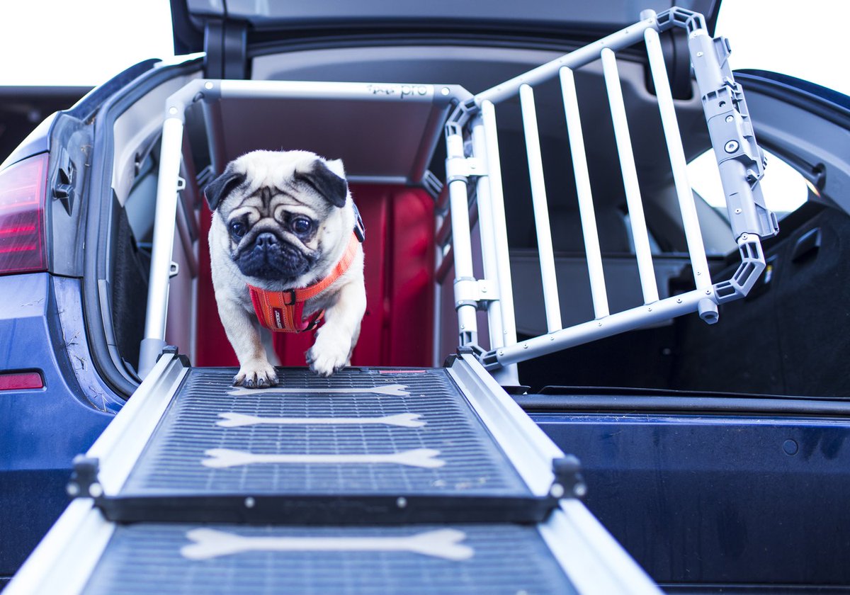TWPets's tweet photo. Meet Percy Pug! He loves to travel in his 4Pets Pro Cage, which keeps him safe and compact whilst travelling. He also uses the 4Pets telescopic ramp to help him out of the boot! 
Visit our site here: https://t.co/NsBvyHclK5
#PawsomeTravel #TravellingwithPets https://t.co/Qbc02fctHy