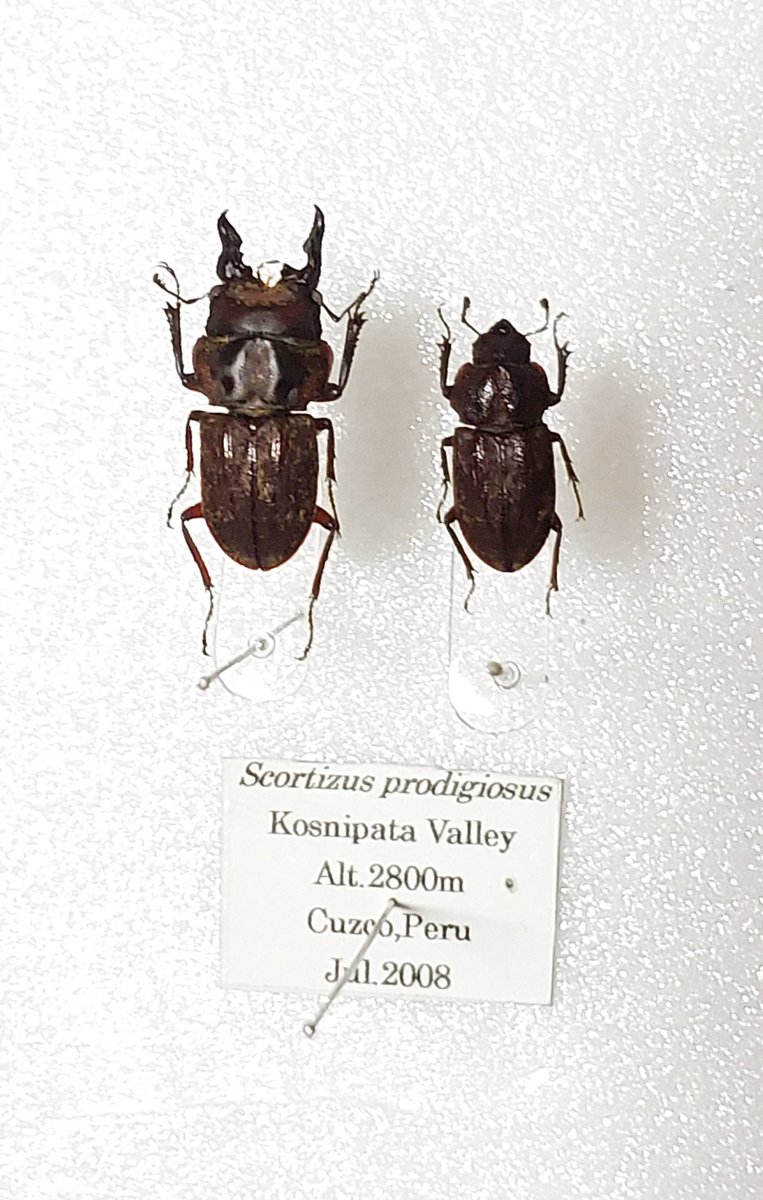 Scortizus prodigiosus ♂️18.7㎜♀️13.9㎜ プロディギオスス