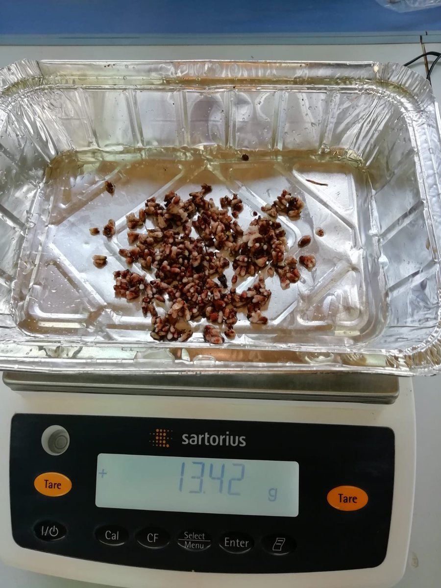 AsociaH's tweet photo. Nódulos en las raíces de haba. Aquí las bacterias transforman el nitrógeno gas en amonio aprovechable por las plantas. Fertilización natural en nuestro cultivo asociado con brócoli https://t.co/lZ22bwlIh9