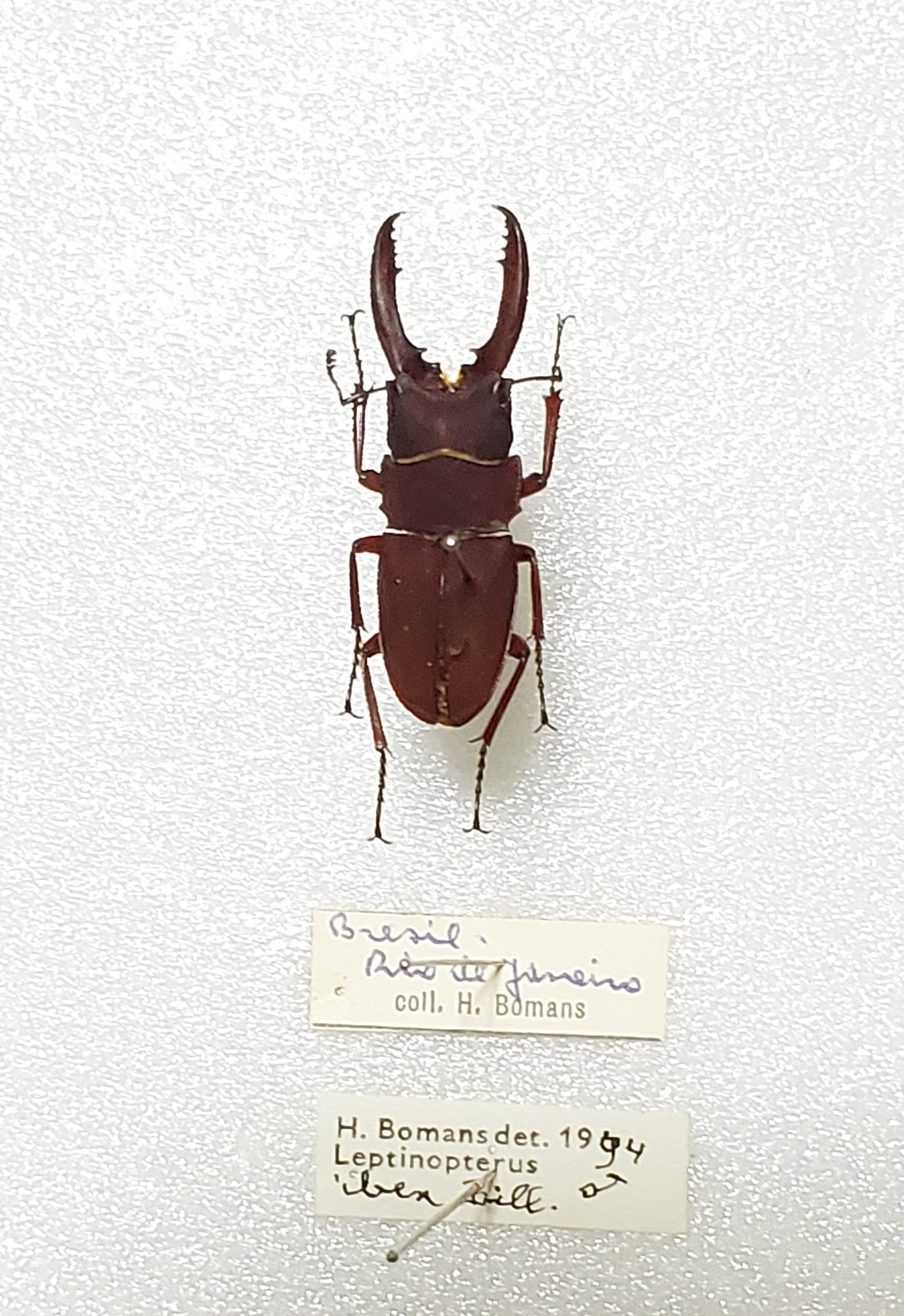 ブラジル産ホープヒサシサイカブト 43mm 【公式通販】