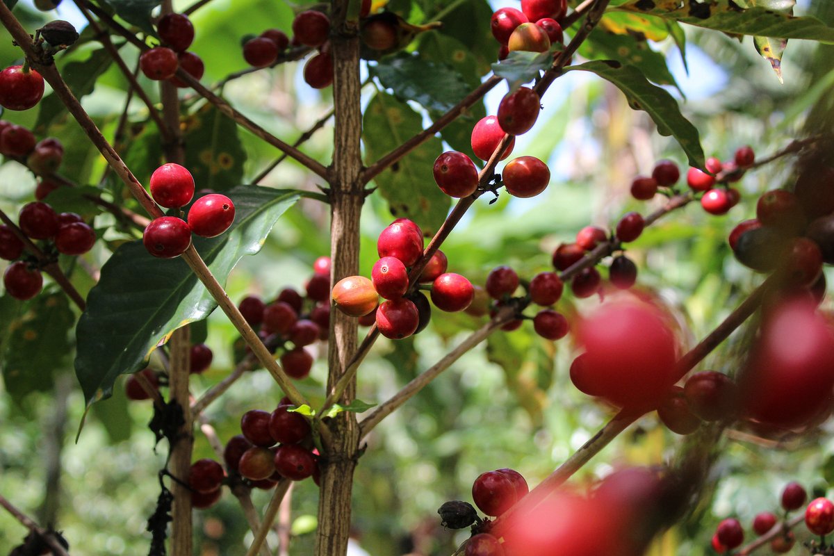 covoya_coffee's tweet photo. We have exciting top lot arrivals from Rwanda. One is a washed #coffee from #Sholi Cooperative with notes of Pear, honeydew melon, and white grapefruit. The other is a natural from Dukunde Kawa Cooperative with notes of strawberry, blueberry, banana, chocolate, and a heavy body, https://t.co/xwX29GTXgA