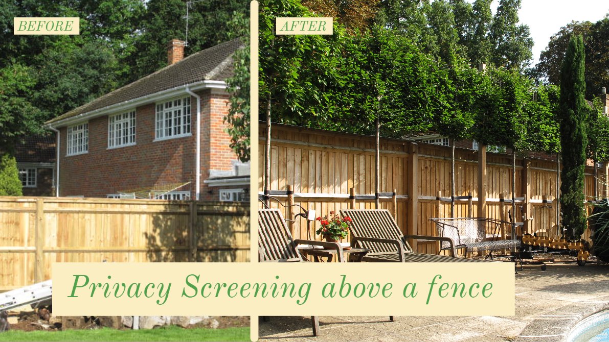ThePeterBelton's tweet image. Some great feedback from our client:

&quot;We are delighted with the results, and enjoy our al fresco lifestyle, with intimate privacy in our new urban setting.&quot; Sue Greenhalgh, 
Henley-on-Thames

#PrivacyScreening #PleachedTrees #NaturalScreening #InstantPrivacy