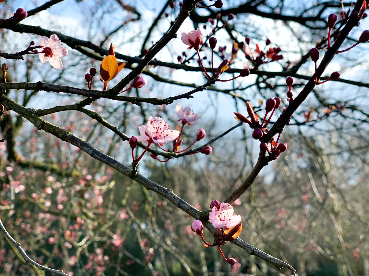 Wessel_66's tweet photo. De eerste tekenen van lente. 

#goffert #goffertpark #nijmegen https://t.co/fNLnhj15HR