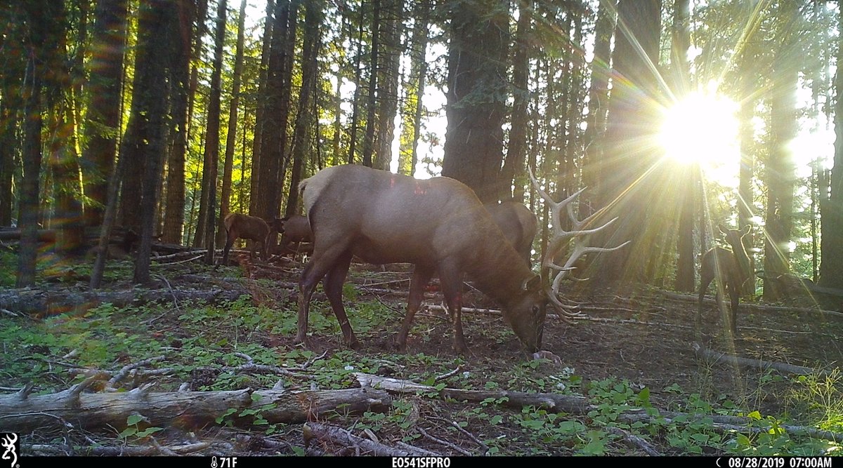EaORTrailCam541's tweet photo. Sunrise for #wapitiwednesday on the @BrowningCams #StrikeForceHDPro #trailcam #trailcamera #eotrailcampics #elk #bullelk #ihangcamerasontrees #trailcamology #trailcamtrophy #browningtrailcameras #browningcameras #youvegottoseethis #trophyrock #redmondhunt #rockthehunt https://t.co/78Llc13AwV