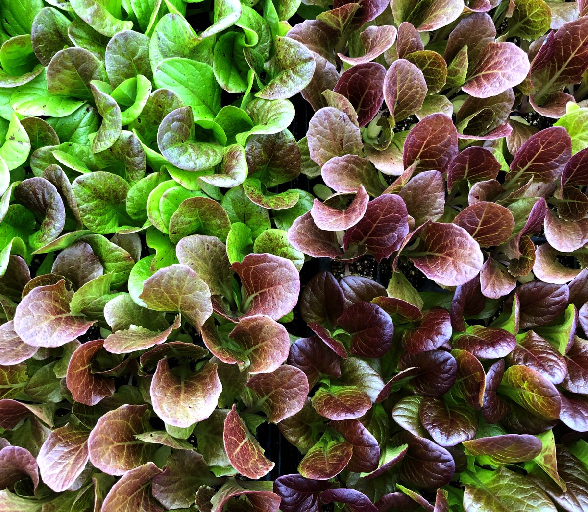 Blue Moon Acres tweet media