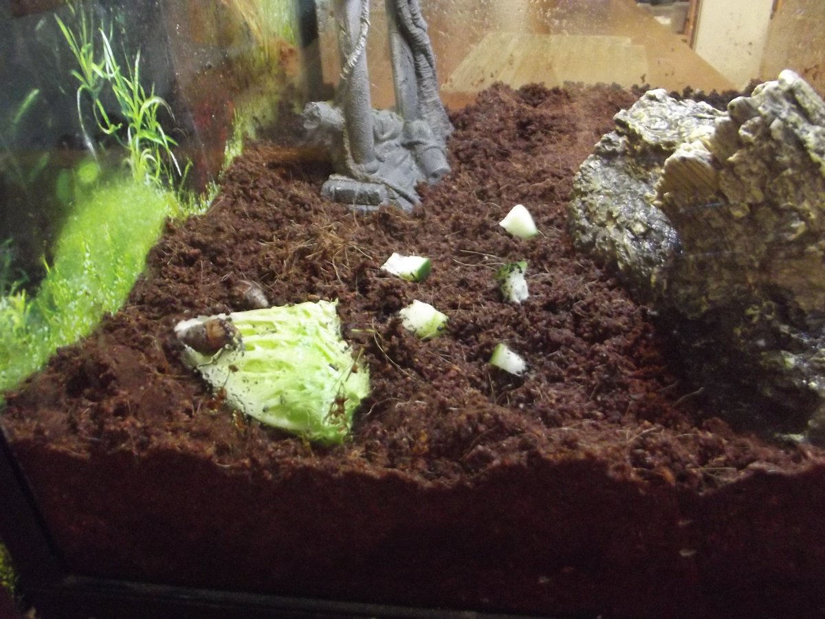SPHSscience's tweet photo. The new addition to the science department! Working with the Sixth Form Green Team we now have two Giant African Land Snails! (They are only babies at the moment!) Thank you to Mrs Jackson for the donation of the tank 
@StPetersRCHigh 
#greenteam #science #snails #biology https://t.co/BiRX3CCiTC