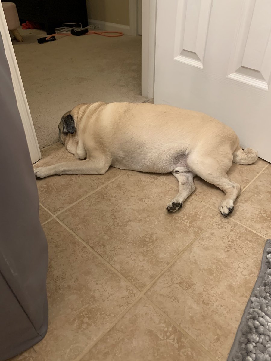 GeneralRoscoPUG's tweet photo. General was patiently waiting for me to get out of the shower... #puglove #velcropug #GeneralPug https://t.co/FHsID5Co0U