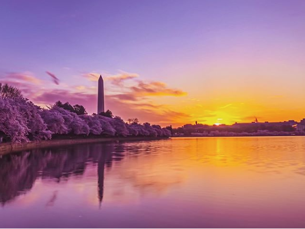 CherryBlossFest's tweet photo. BREAKING NEWS! 🌸 Peak bloom for the cherry blossoms at the Tidal Basin will start between 3/27 - 3/30! The 2020 National Cherry Blossom Festival is March 20 – April 12. Full schedule of events here: https://t.co/rT16ydJ3ck
#SpringBlossomsHere @NationalMallNPS 
📷: travelhackness https://t.co/rTcFCAOF0H
