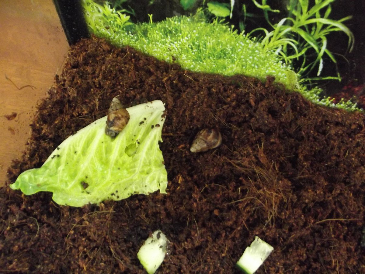 SPHSscience's tweet photo. The new addition to the science department! Working with the Sixth Form Green Team we now have two Giant African Land Snails! (They are only babies at the moment!) Thank you to Mrs Jackson for the donation of the tank 
@StPetersRCHigh 
#greenteam #science #snails #biology https://t.co/BiRX3CCiTC