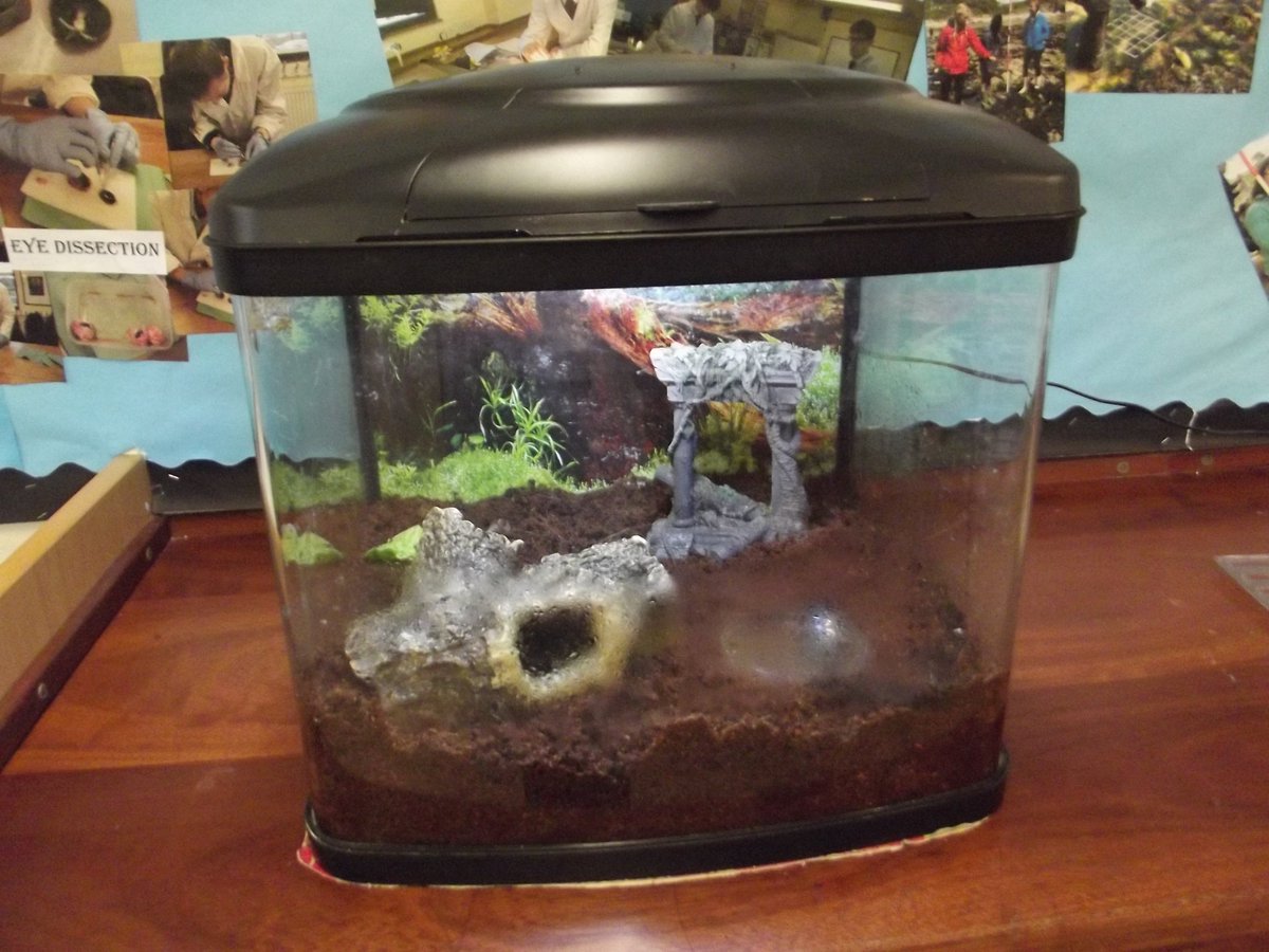 SPHSscience's tweet photo. The new addition to the science department! Working with the Sixth Form Green Team we now have two Giant African Land Snails! (They are only babies at the moment!) Thank you to Mrs Jackson for the donation of the tank 
@StPetersRCHigh 
#greenteam #science #snails #biology https://t.co/BiRX3CCiTC