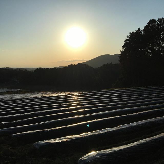 日没前の時間

#桜川 #和風 #里山 #里山の春 #梅 #春の訪れ #暖かな日 #白梅 #長閑 #桜川市　#平沢 #日の入り #日没 #たばこ畑