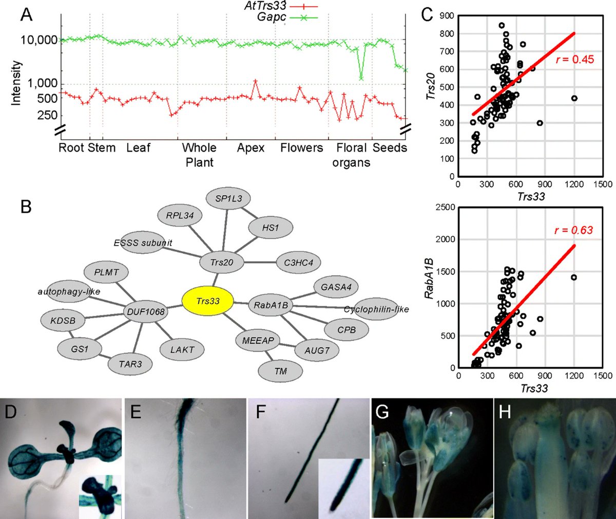 sci_plant's tweet photo. An essential role for Arabidopsis Trs33 in cell growth and organization in plant apical meristems
https://t.co/uwF74IAvZt
#plantsci #scicomm #meristems @PlantCellRep ♻️ https://t.co/JTSojvITTV