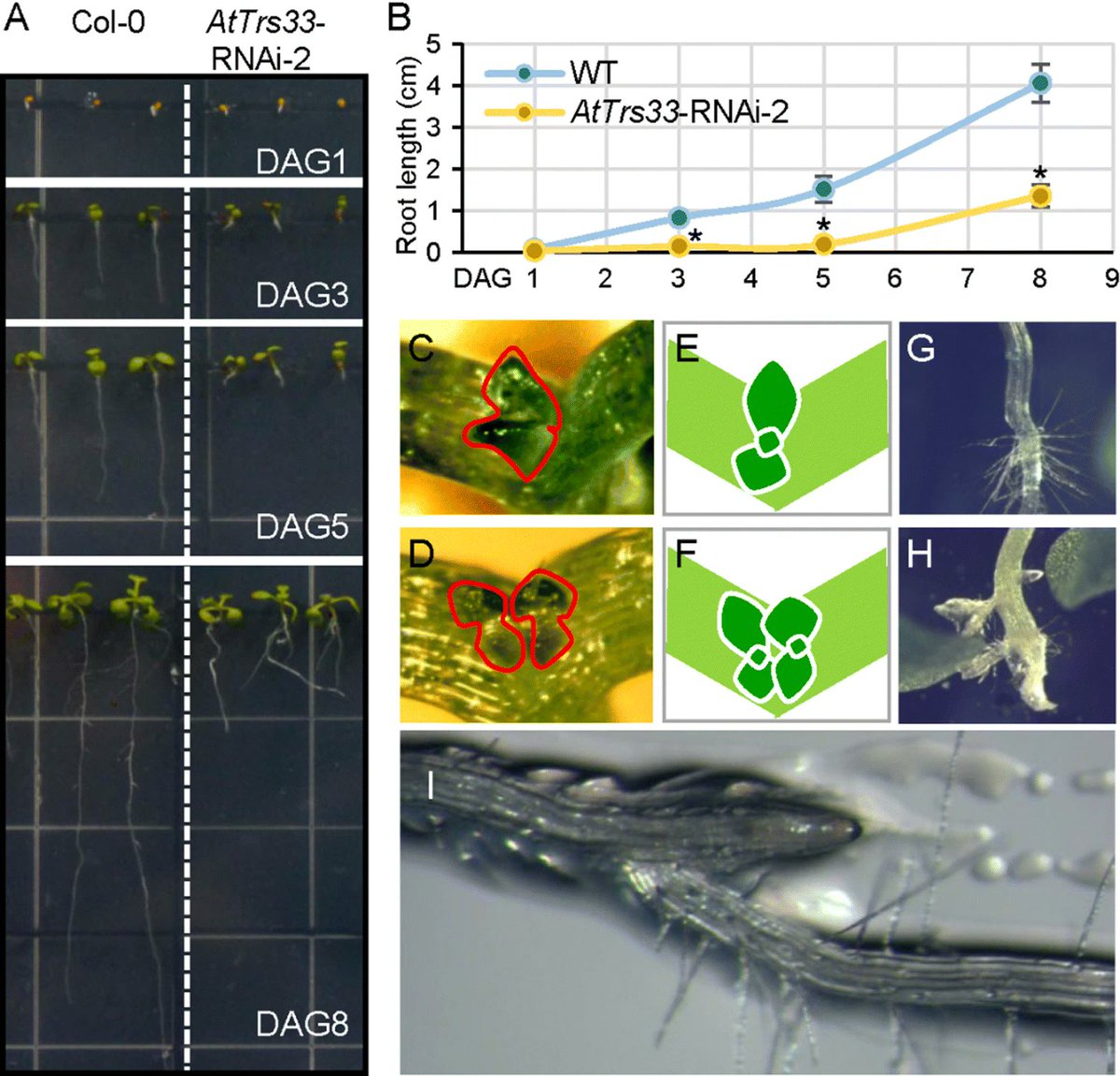 sci_plant's tweet photo. An essential role for Arabidopsis Trs33 in cell growth and organization in plant apical meristems
https://t.co/uwF74IAvZt
#plantsci #scicomm #meristems @PlantCellRep ♻️ https://t.co/JTSojvITTV