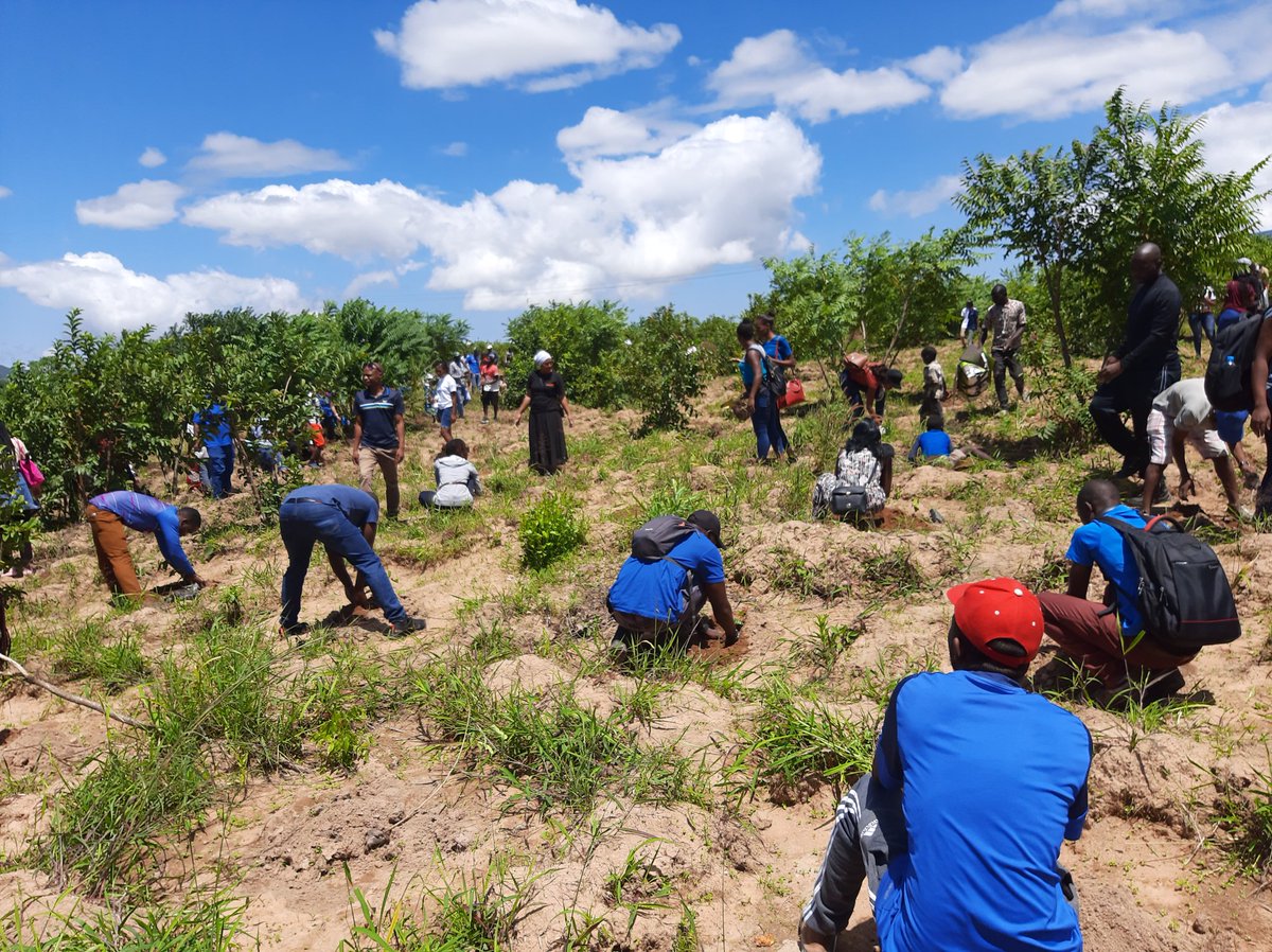 HwHMalawi's tweet photo. Hike with Heart would like to thank all individuals that came to the tree planting exercise at Makheta-Mudi of which we partnered with JCI Malawi Blantyre Chapter on Martyrs day-3rd March 2020. The event was successful and we planted trees over 700.
#hikewithheart #jcimalawi https://t.co/HQPZx8GzAD