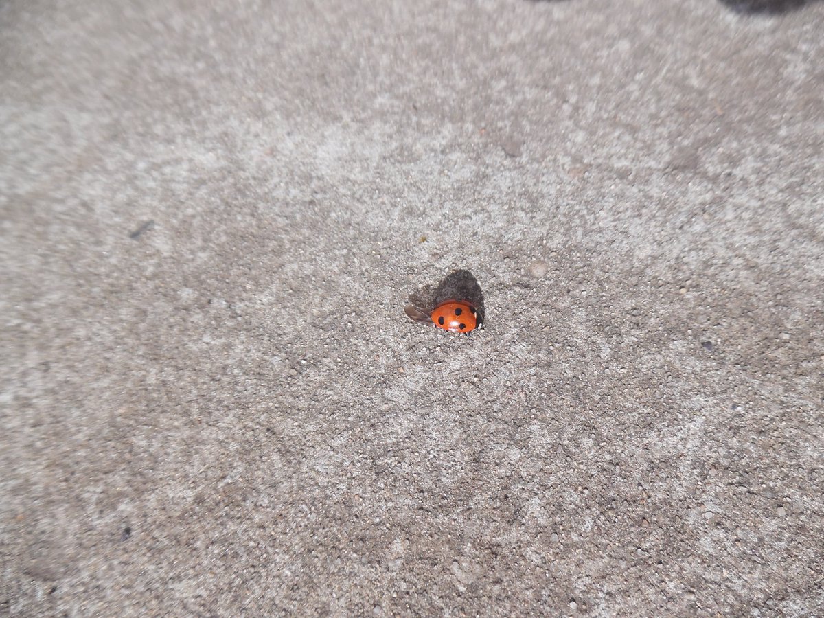 A good day for netball practice; and look what we saw for the very first time this year...