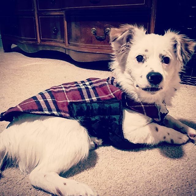 dutton314's tweet photo. His little jacket fits him so much better now... https://t.co/vviuMg9vsy