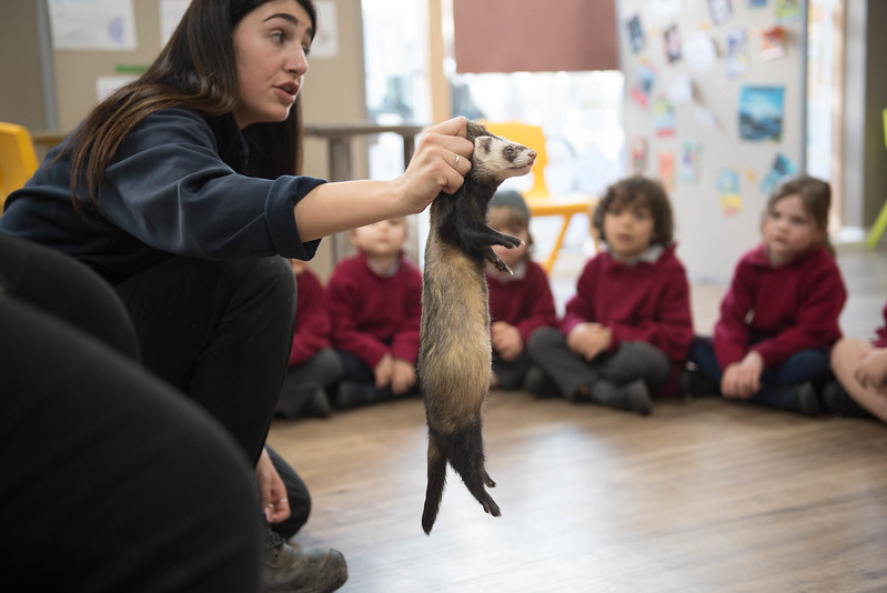 AHPrepEYFS's tweet photo. Who knew ferrets were so flexible?  Nursery and Reception found out all sorts of fascinating animal facts, when @Longleat came to visit yesterday - many thanks for bringing in all of your amazing creatures! #AHPrepEYFS #FlexibleFerrets https://t.co/Hun9e3ShA9