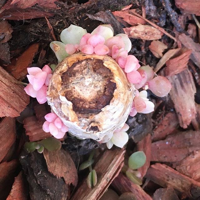 Beheaded & relocated a ruffled echeveria because it wasn’t doing too well. The stump left behind is doing great! Looking forward to lots of new plants! #succulentbabies #freeplants #succulentaddict ift.tt/32TtUw6