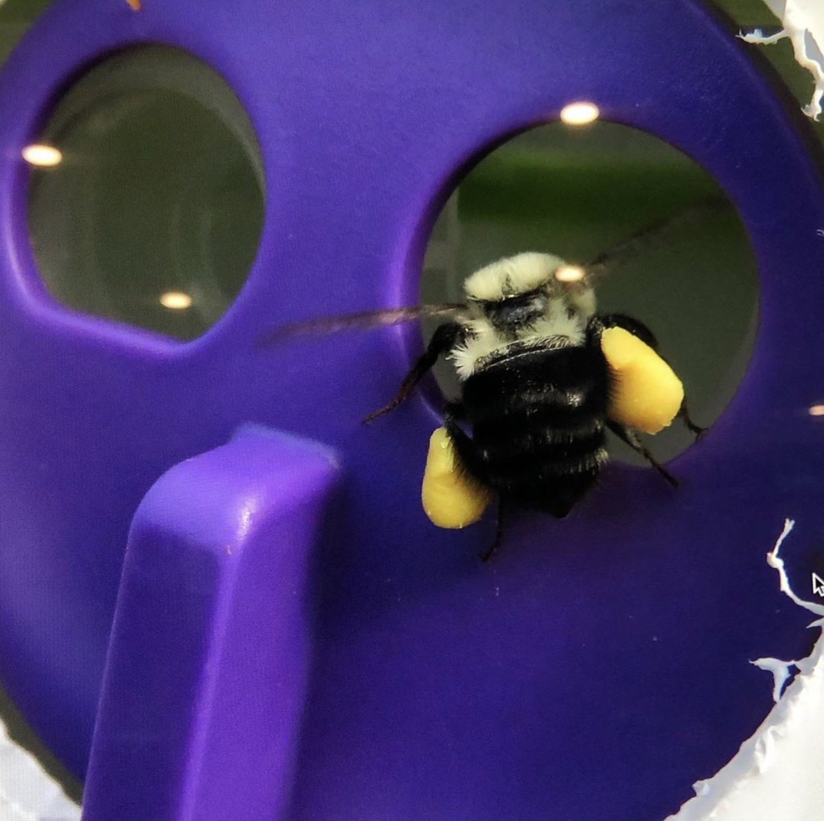 Biobest North America tweet media