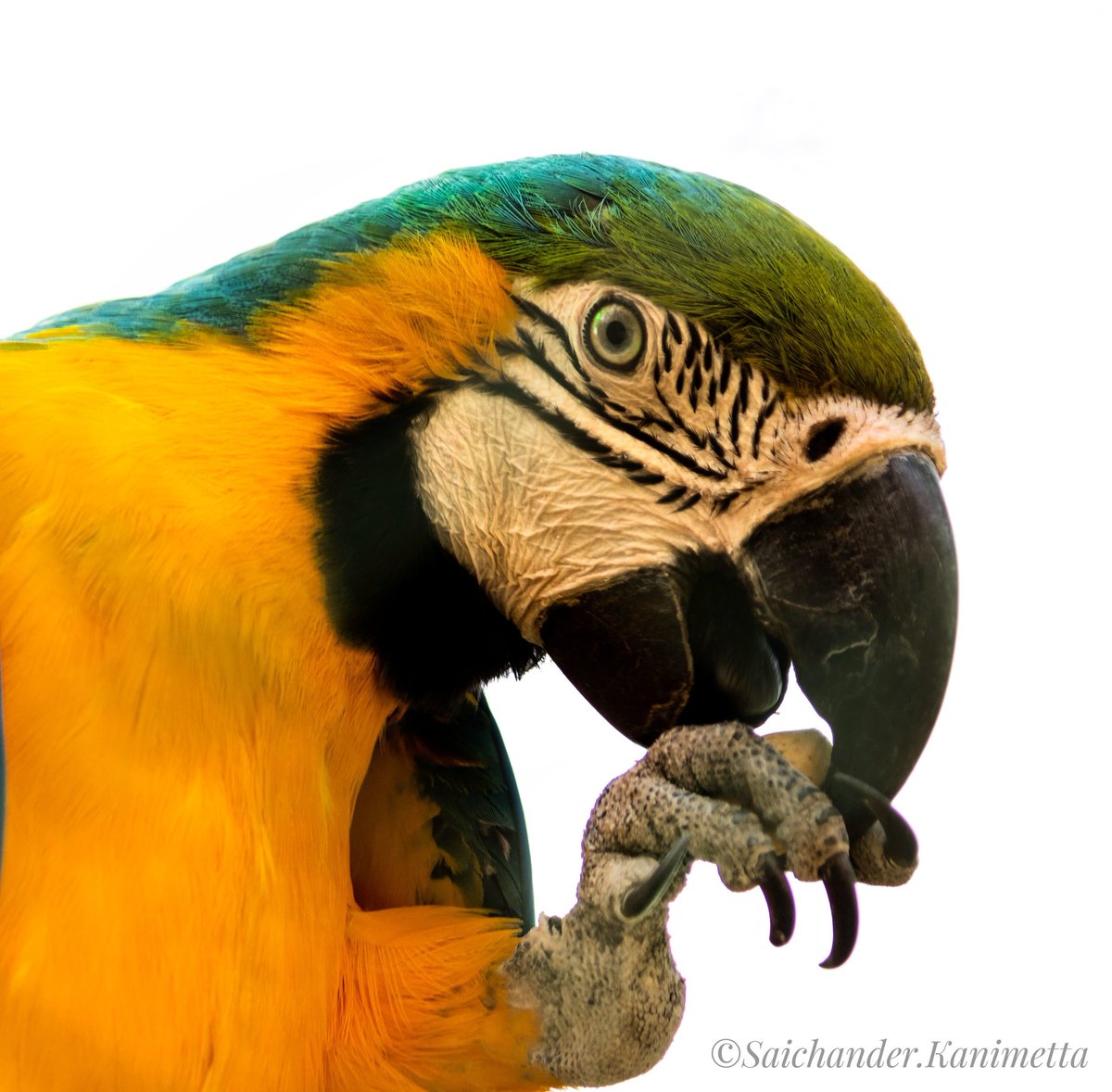 Blue AND YELL MACAW.
.
.
#best_birds_of_ig #birdsnature #sspbirds #birding #natureinfocus #natureisbeautiful #photooftheday #picoftheday #bestbirdshots #bird_watchers_daily #naturephotography #nifhive #animalelite #wildlifephotography #birdphotography #birds #travelphotography