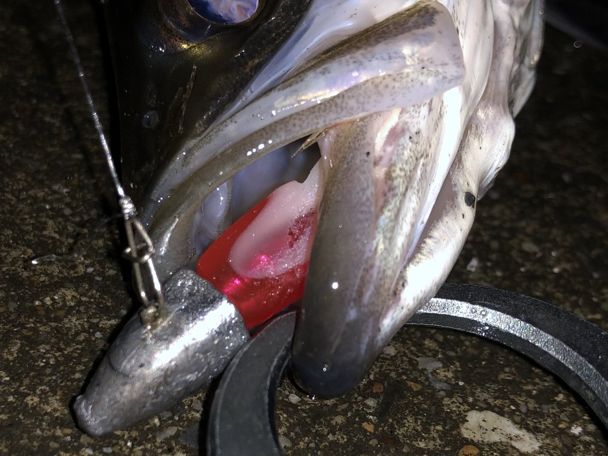 turi_issyo's tweet photo. 今夜もメジャー河川へ🎣土砂降り&ベタ凪シーバス🐟ワーム縛りで昨日と同じ45くらいのスリートラップ丸呑み😱やっぱりワーム楽しい😌ホームレスのオッチャンと自分しかいない橋下より😀
#スリートラップ #threetrap #ハクパターンそろそろいける #ずぶ濡れ帰る #短時間釣行 https://t.co/jhtoO3Dd3J