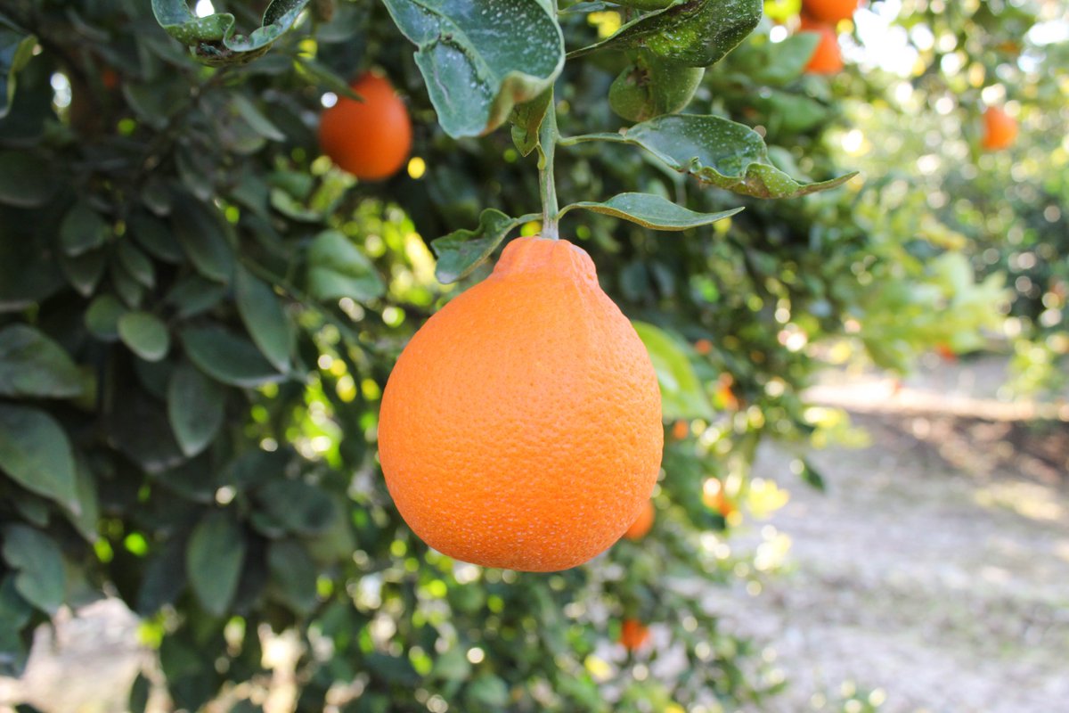 BeeSweetCitrus's tweet image. Specialty citrus varieties are currently in season! Learn more about them by reading the newest edition of "The Hive," and be sure to subscribe to our newsletter today! ☀️

#EatMoreCitrus
bit.ly/2PMCTKd
