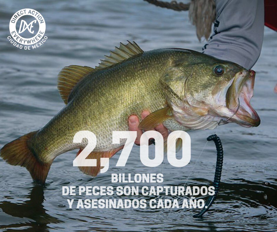 DxECDMX's tweet photo. Los peces sienten y están consientes de lo que la industria les hace todo el tiempo.
Seguiremos luchando hasta que ninguno de estos individuos sea asesinado y esclavizado.
#dxecdmx #fishing https://t.co/WoMvv2lWJr