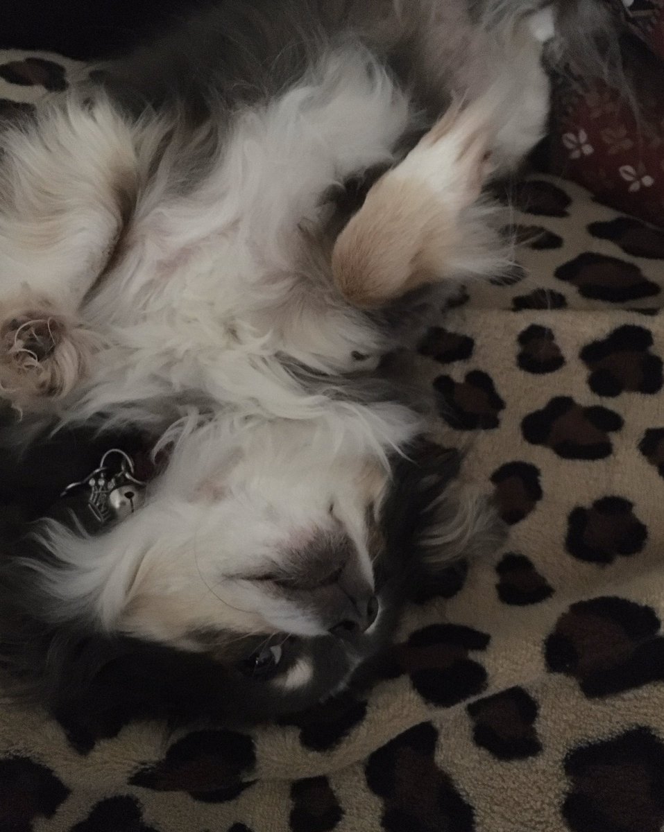 Illustrious Sir JJ 🇺🇸🇺🇸🇺🇸 tweet media