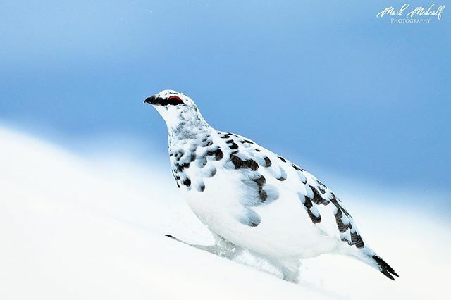 On the Slopes. #ptarmigan #ourplanetdaily #bestbirdshots #wildlife_perfection #majestic_wildlife #your_best_birds #nationalgeographic #instabirds #instawildlife #birdsofinstagram #birdstagram o#instagood #globaldaily #birdmagazine #birdielicious #wildlif… ift.tt/39qGGEu