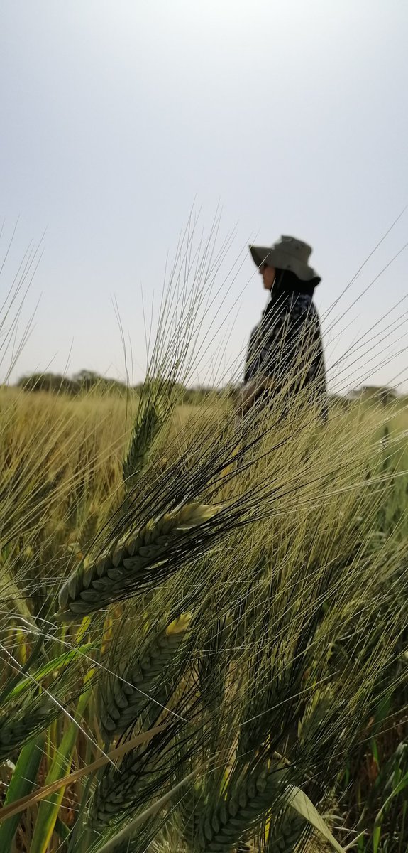 HafssaKabbaj's tweet photo. #durumwheat is showing up in #Fanaye like it is meant to be there. Thanks to the collaboration #ISRA #ICARDA, thanks to the amazing team @fillobax @tidianesall11 @SLU https://t.co/Itjt6IhA3K