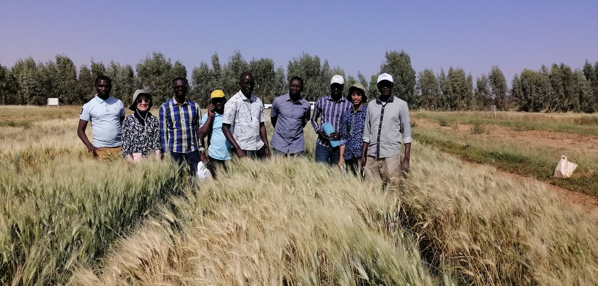 HafssaKabbaj's tweet photo. #durumwheat is showing up in #Fanaye like it is meant to be there. Thanks to the collaboration #ISRA #ICARDA, thanks to the amazing team @fillobax @tidianesall11 @SLU https://t.co/Itjt6IhA3K