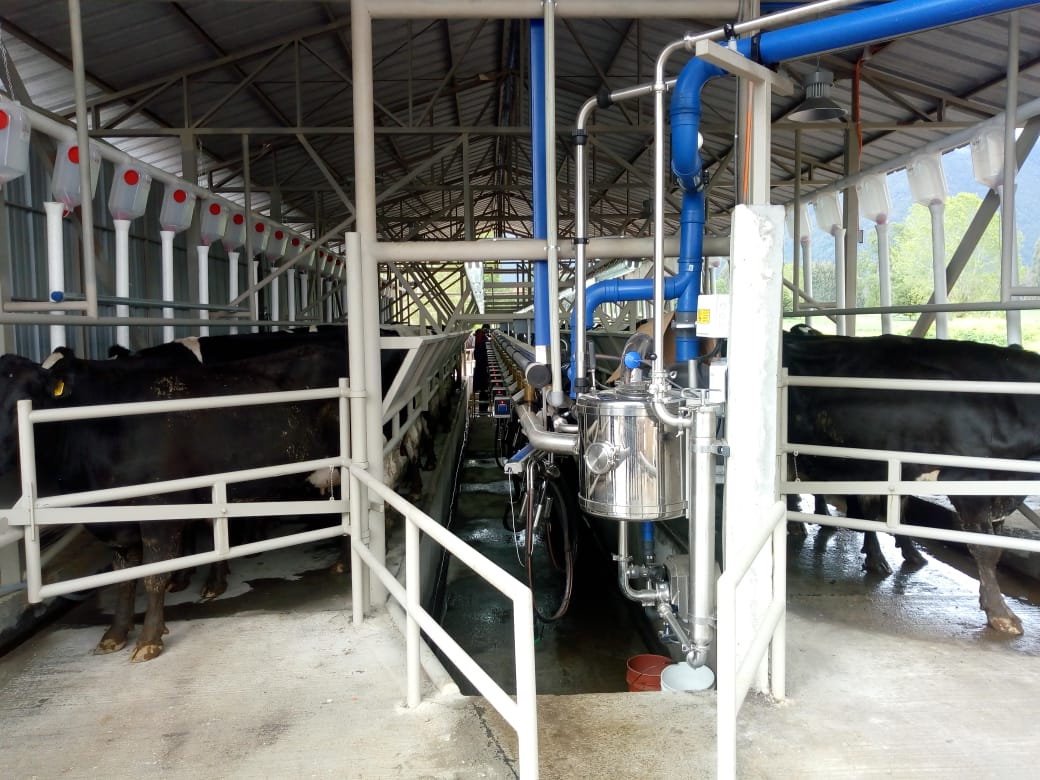 COOPRINSEM's tweet photo. El Depto. de Ordeña Mecánica de @COOPRINSEM instaló en #Cunco, una sala de #ordeño #pendular de 24 puntos con #sistema de #alimentación #ChoreTime. Al cumplir 3 meses de operación, ordeñando 230 #vacas, en Agrícola GT están felices con el funcionamiento del #equipo
#Araucanía https://t.co/tgVdNTDGsr