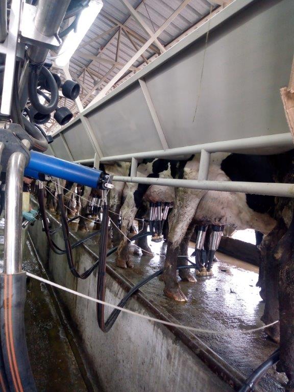 COOPRINSEM's tweet photo. El Depto. de Ordeña Mecánica de @COOPRINSEM instaló en #Cunco, una sala de #ordeño #pendular de 24 puntos con #sistema de #alimentación #ChoreTime. Al cumplir 3 meses de operación, ordeñando 230 #vacas, en Agrícola GT están felices con el funcionamiento del #equipo
#Araucanía https://t.co/tgVdNTDGsr