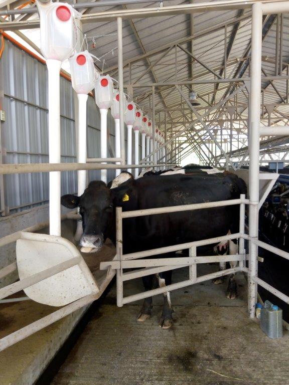 COOPRINSEM's tweet photo. El Depto. de Ordeña Mecánica de @COOPRINSEM instaló en #Cunco, una sala de #ordeño #pendular de 24 puntos con #sistema de #alimentación #ChoreTime. Al cumplir 3 meses de operación, ordeñando 230 #vacas, en Agrícola GT están felices con el funcionamiento del #equipo
#Araucanía https://t.co/tgVdNTDGsr