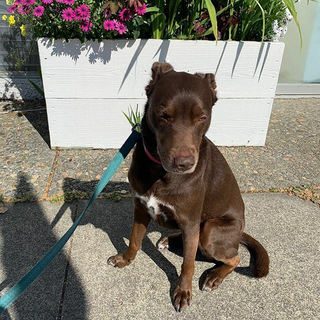 DerbyDailyDog's tweet photo. Soaking up the sunshine ☀️ #winedoglife #littled .
.
.
.

#puppiesofinstagram #todayshowpets #dogoftheday #labradorretriever #lab #rescuedog #instapuppy #adoptdontshop #labrador #chocolatelab #pup #dailywoof #woof #rescue #bark #cute #adorable #napavalle… https://t.co/hsIzfVyXHa https://t.co/Jv7JSxhwcD